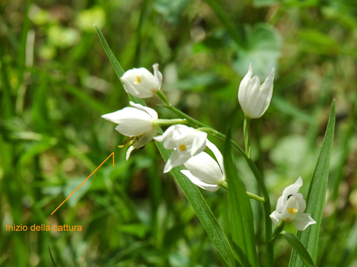 Misumena vatia